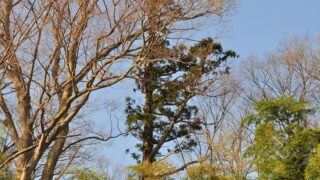 雷に打たれたスギの木 - 有限会社いなり建設