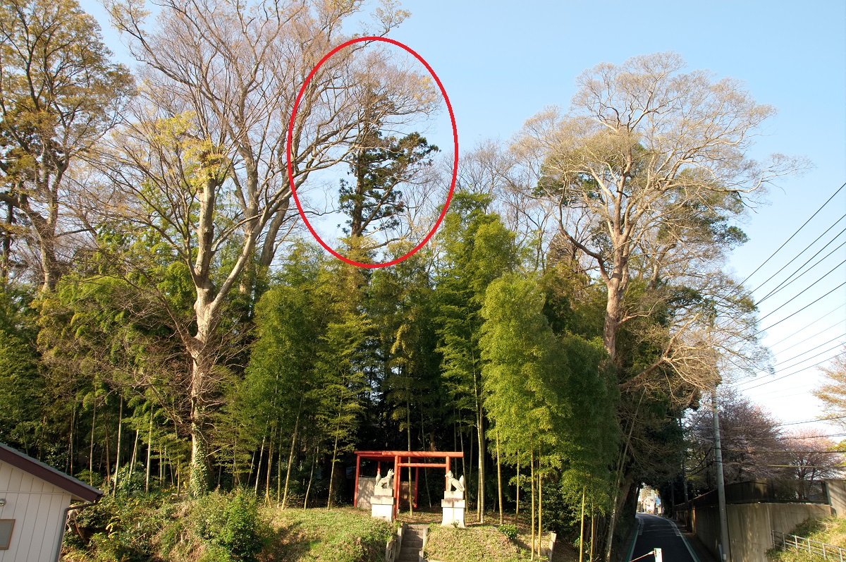 雷に打たれるとどうなりますか?
